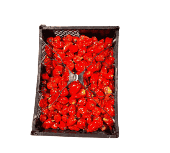 Red Habanero case 8lbs