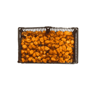 Yellow Habanero Pepper 8lbs