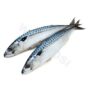 Mackerel Fish x2